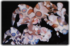 Harlequin Shrimp Pair